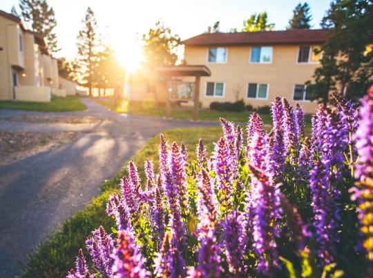 Cabernet housing and flowers