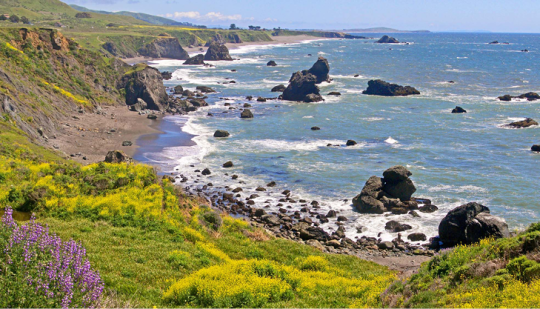 sonoma county coastline with blue sea and yellow flowers growing on the cliffs